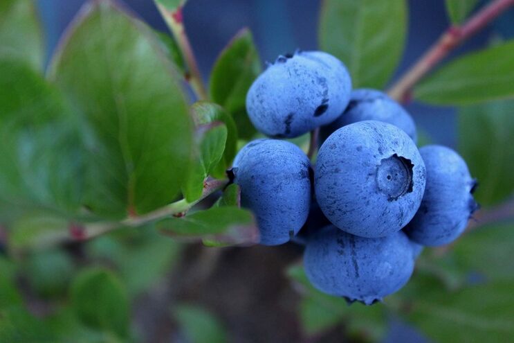 Blueberries para aumentar a potencia
